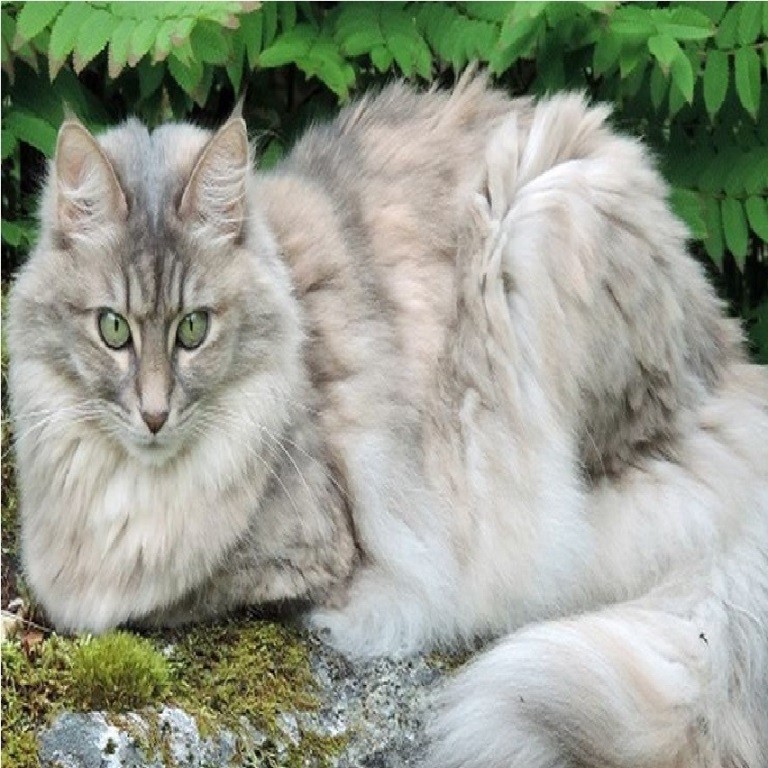 7 Fakta Unik Tentang Kucing Anggora, yang Jarang Orang Ketahui